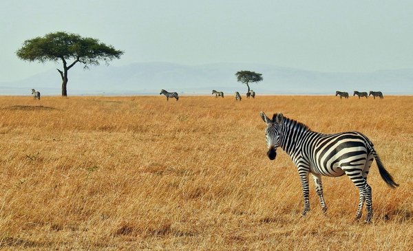 Comment planifier une visite des réserves naturelles en Afrique du Sud?